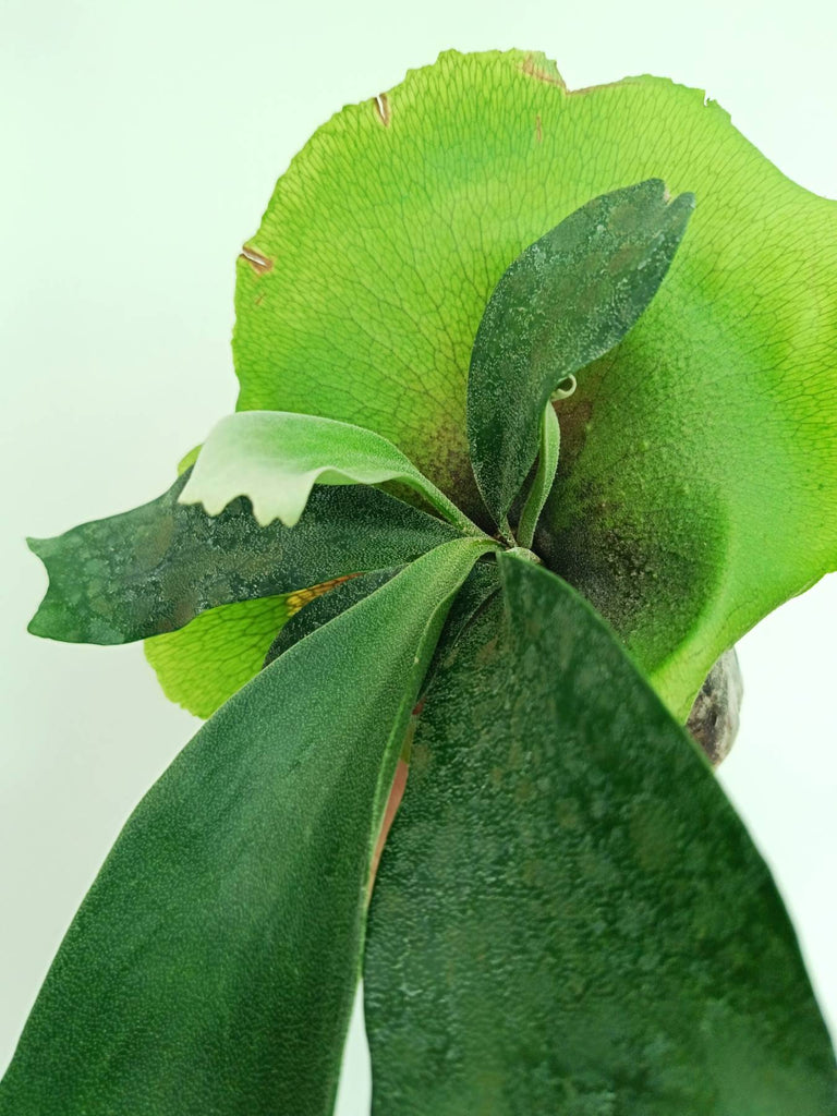 Platycerium unknown hybrid FongSiQiQQ