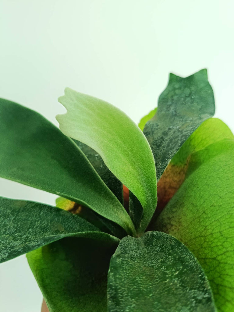 Platycerium unknown hybrid FongSiQiQQ