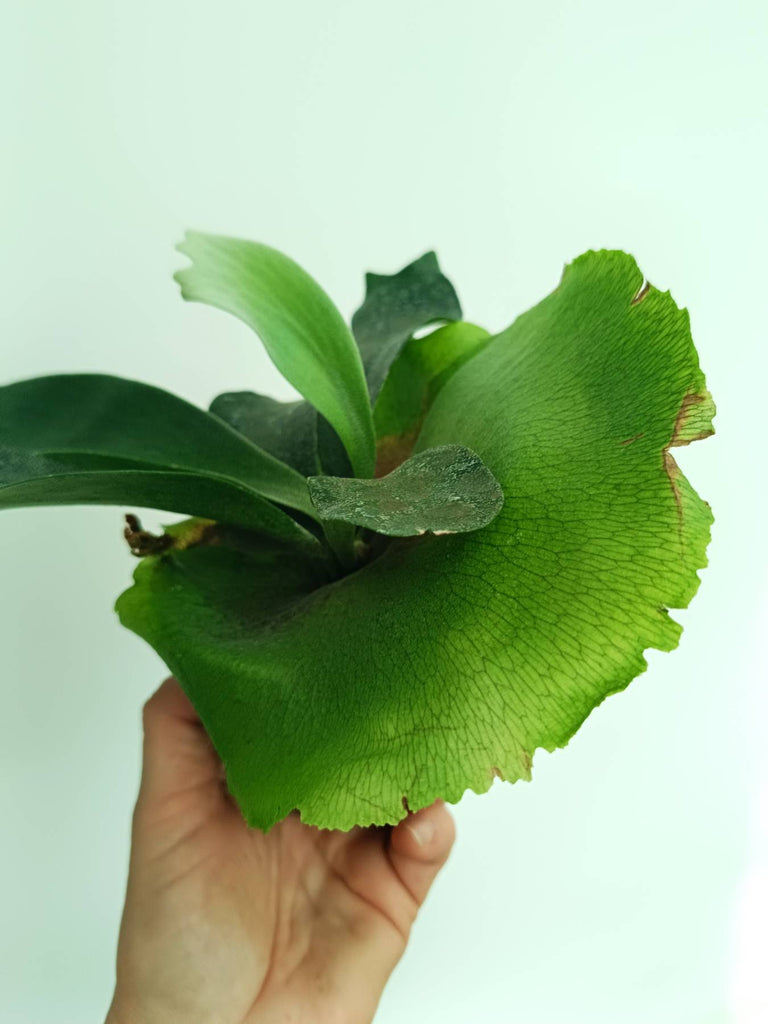 Platycerium unknown hybrid FongSiQiQQ