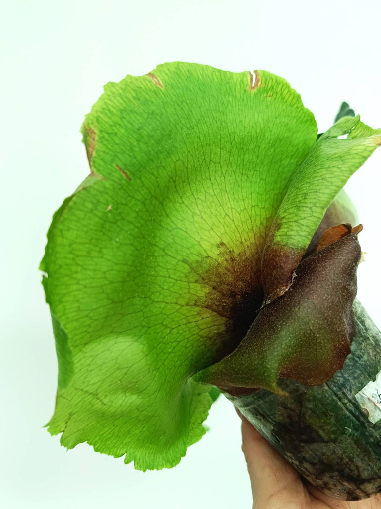 Platycerium unknown hybrid FongSiQiQQ