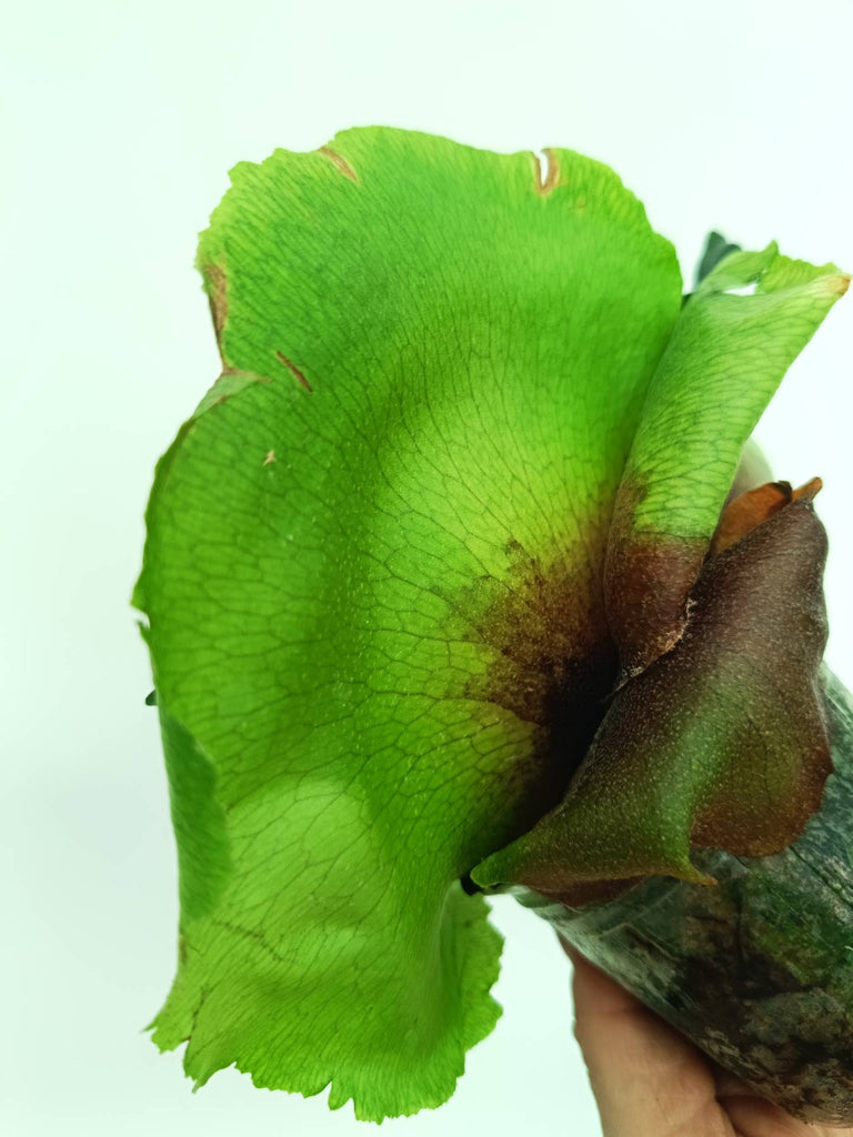 Platycerium unknown hybrid FongSiQiQQ