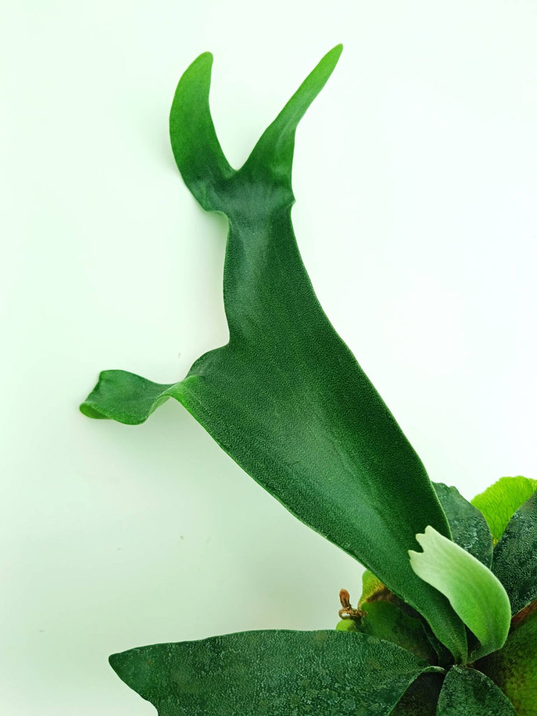 Platycerium unknown hybrid FongSiQiQQ