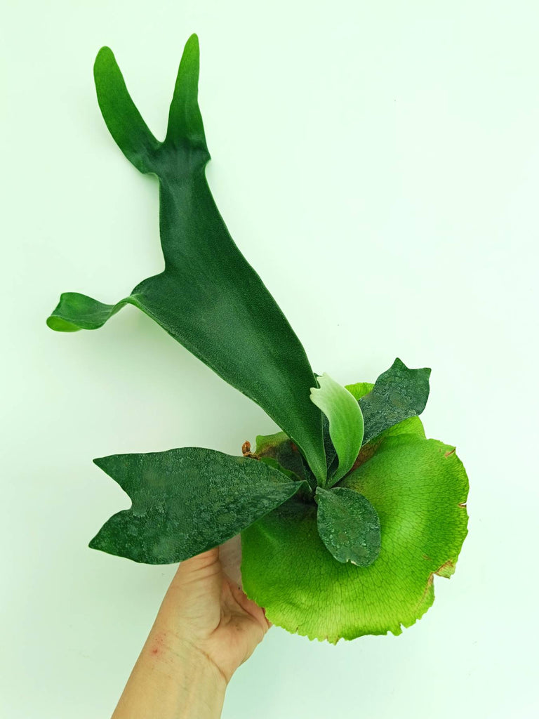 Platycerium unknown hybrid FongSiQiQQ