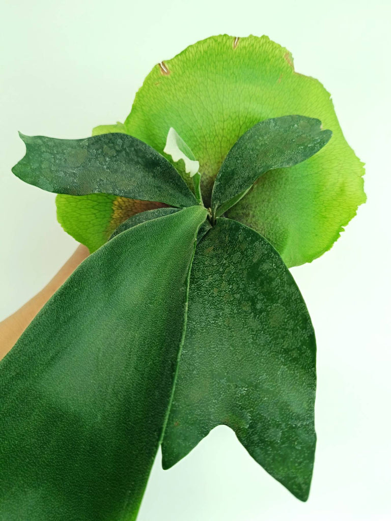 Platycerium unknown hybrid FongSiQiQQ