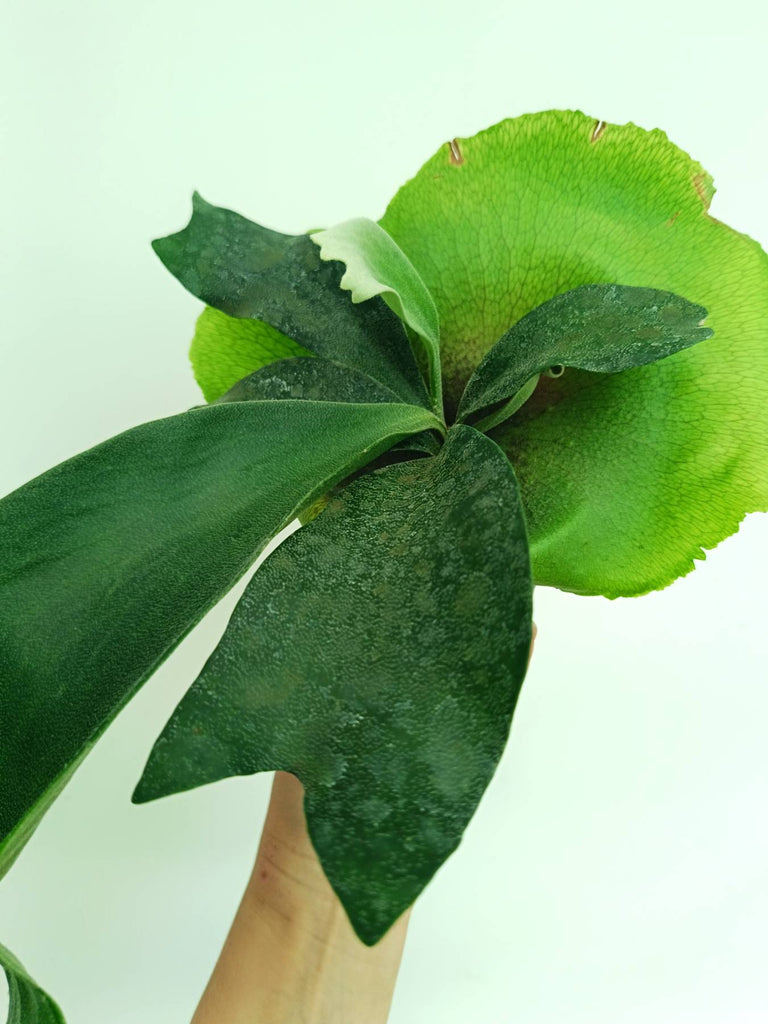 Platycerium unknown hybrid FongSiQiQQ
