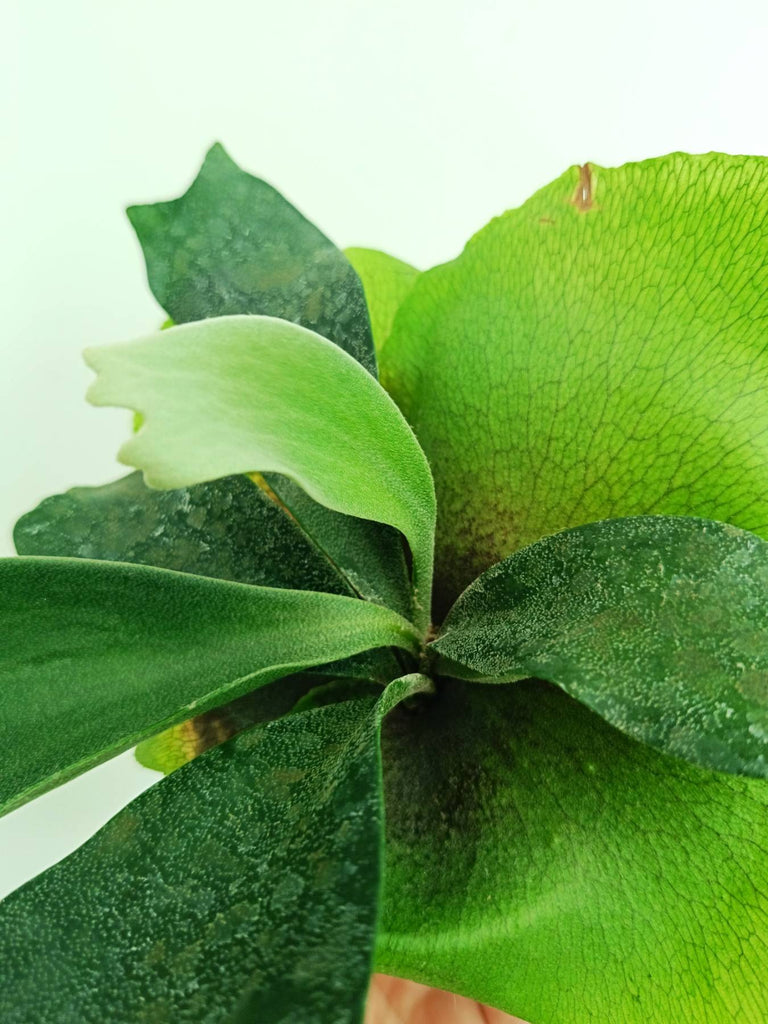 Platycerium unknown hybrid FongSiQiQQ