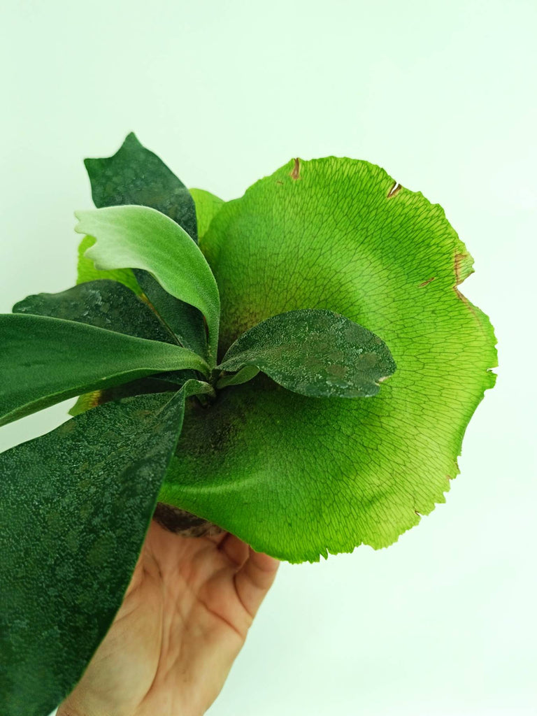 Platycerium unknown hybrid FongSiQiQQ