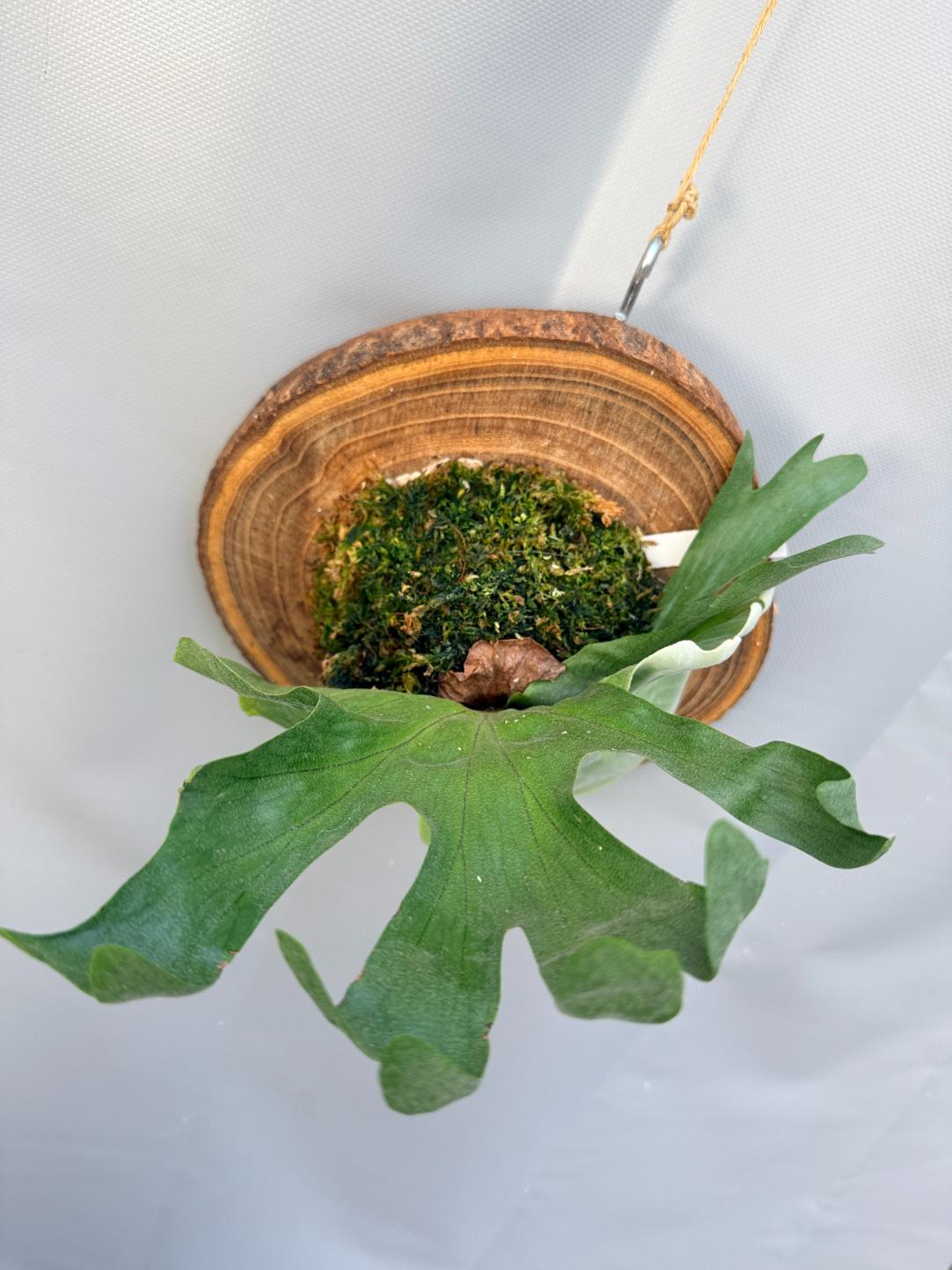 Platycerium Wandae + mounted on the board  8