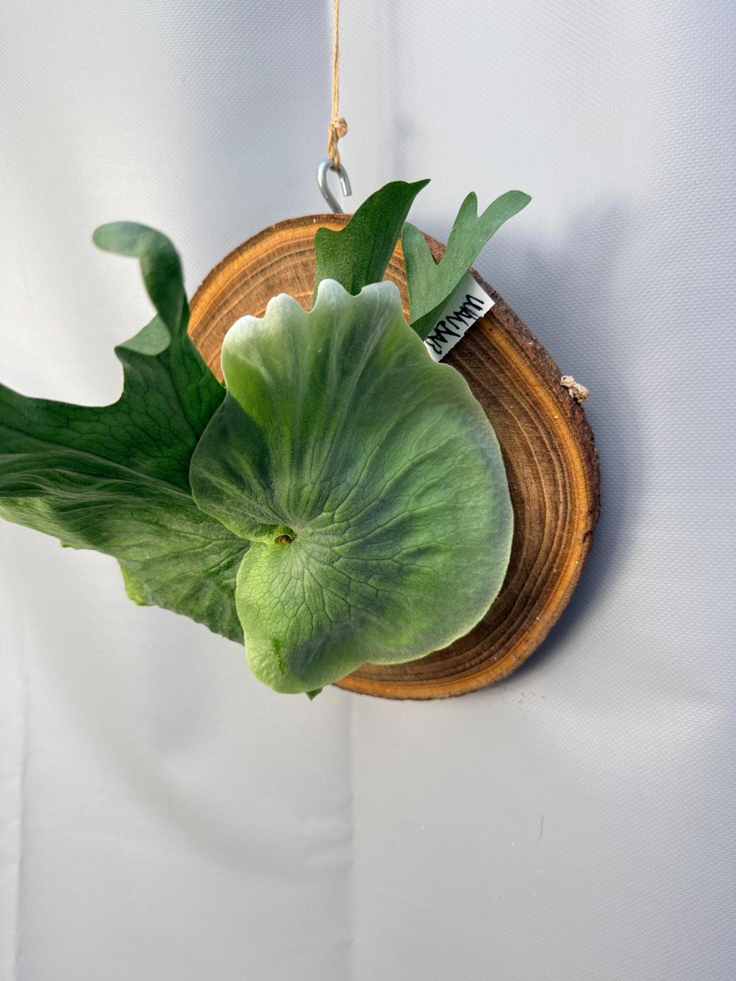 Platycerium Wandae + mounted on the board  9