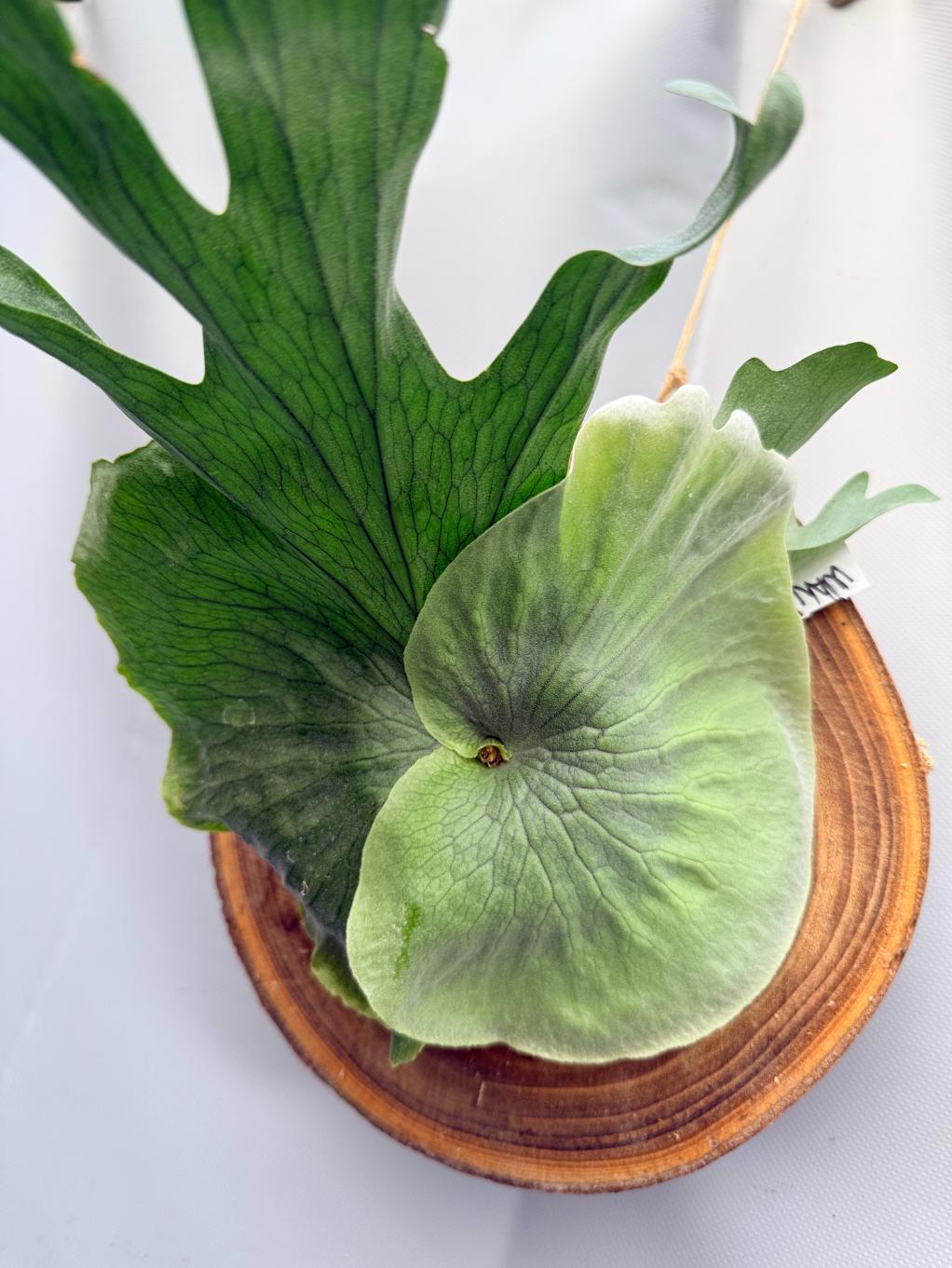 Platycerium Wandae + mounted on the board  11