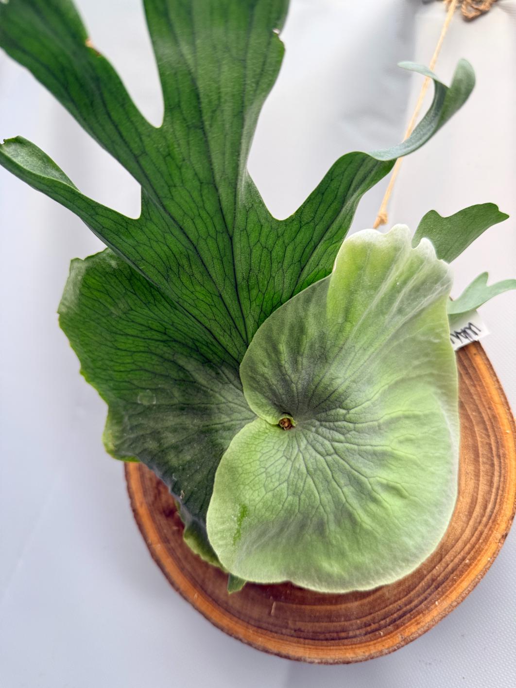 Platycerium Wandae + mounted on the board  12