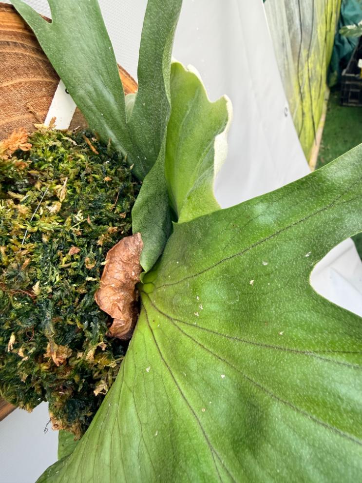 Platycerium Wandae + mounted on the board  5