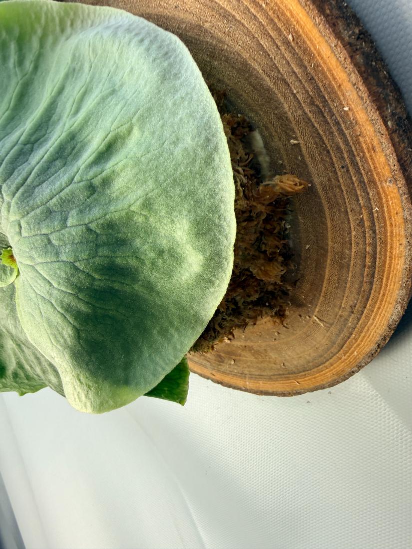 Platycerium Wandae + mounted on the board  7