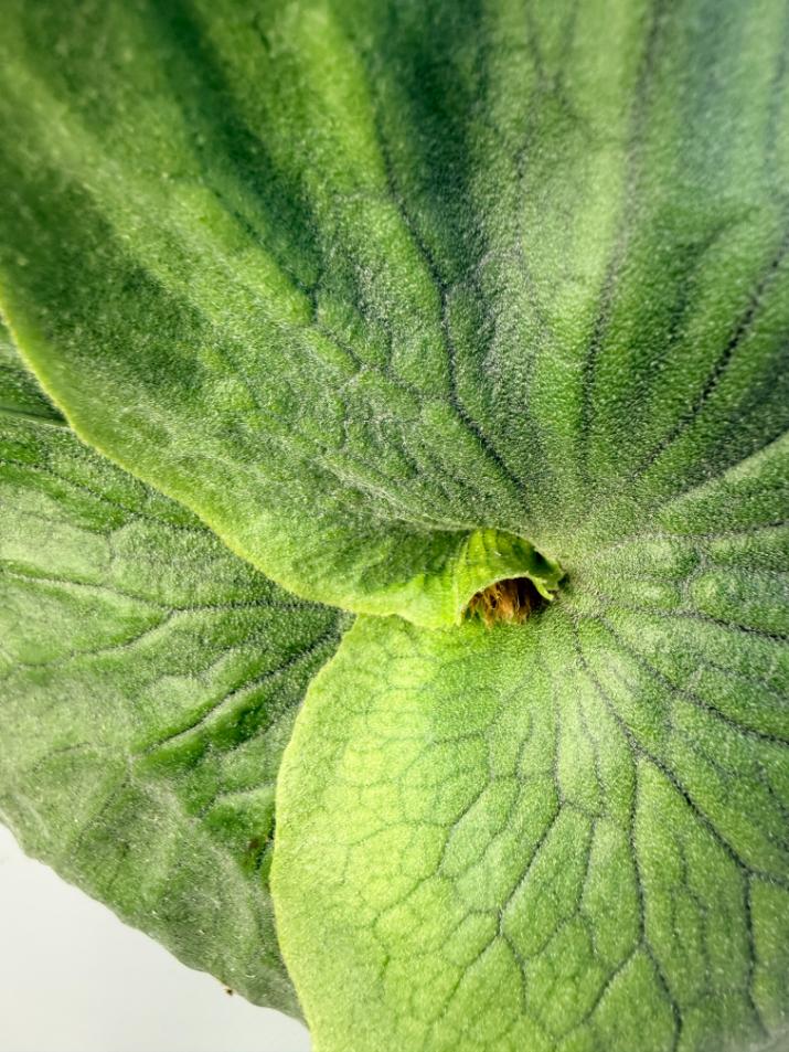 Platycerium Wandae + mounted on the board  3