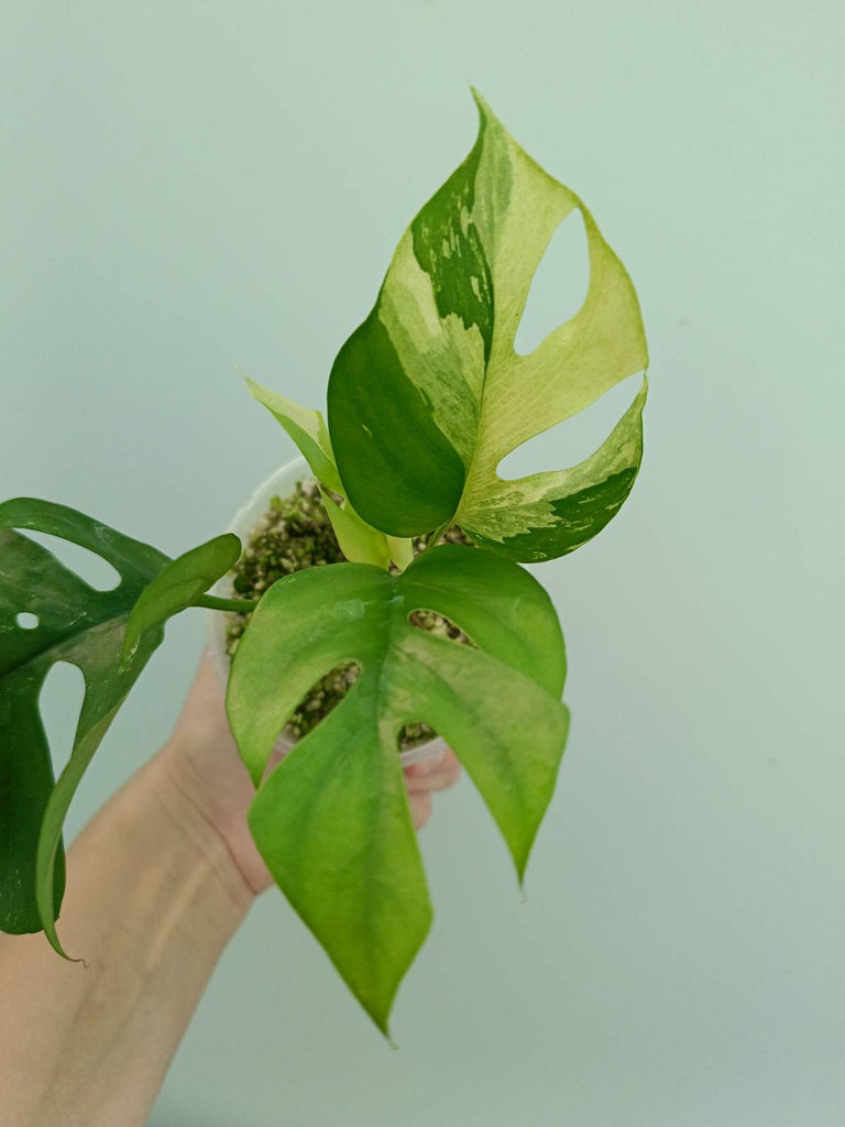 Raphidophora tetrasperma variegata - Monstera minima variegata