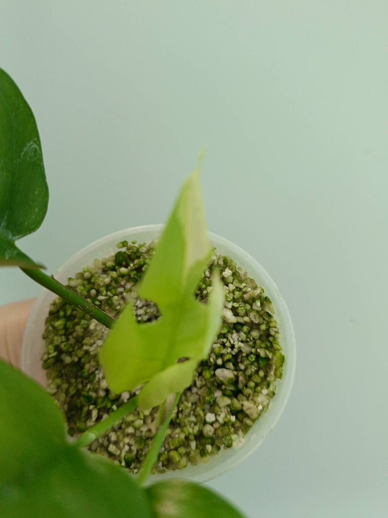 Raphidophora tetrasperma variegata - Monstera minima variegata