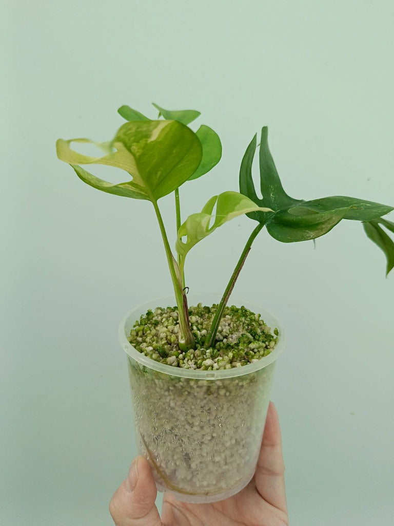 Raphidophora tetrasperma variegata - Monstera minima variegata