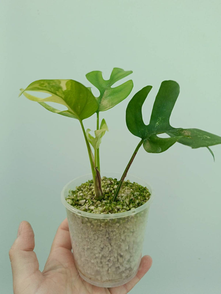 Raphidophora tetrasperma variegata - Monstera minima variegata