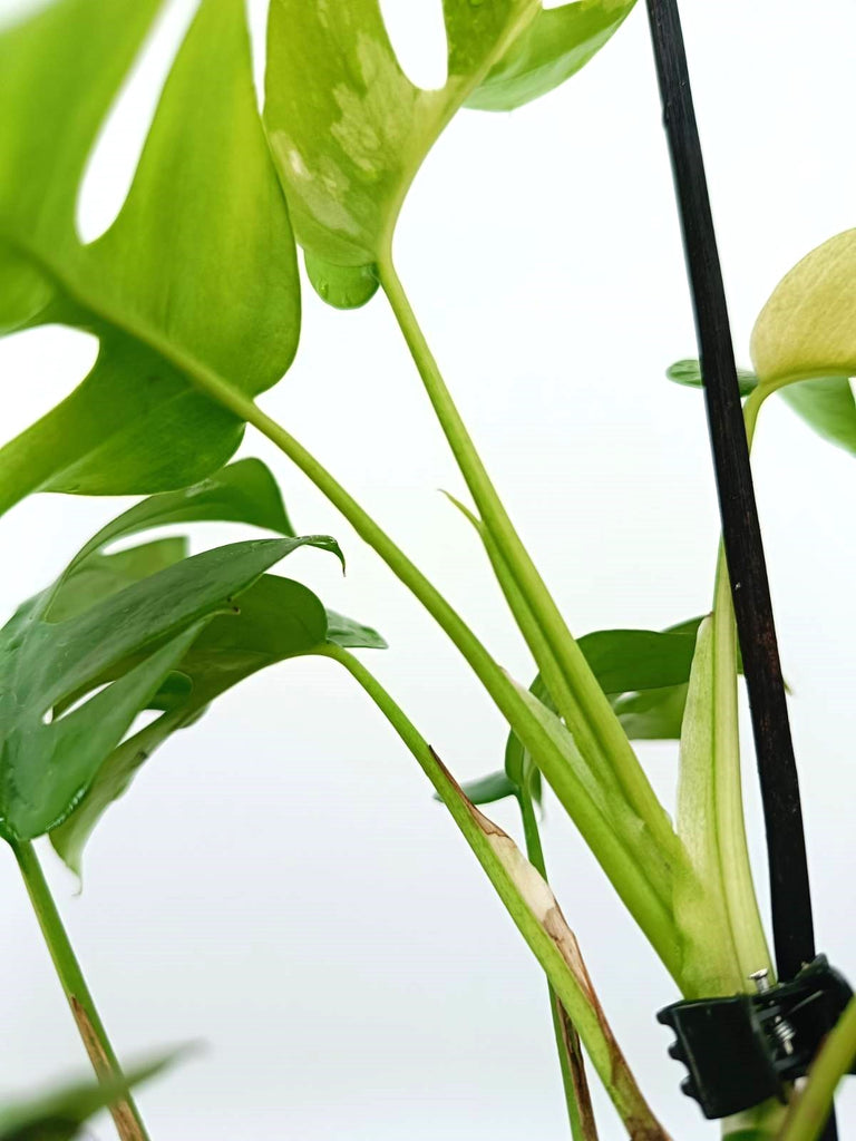 Raphidophora tetrasperma variegata - Monstera minima variegata