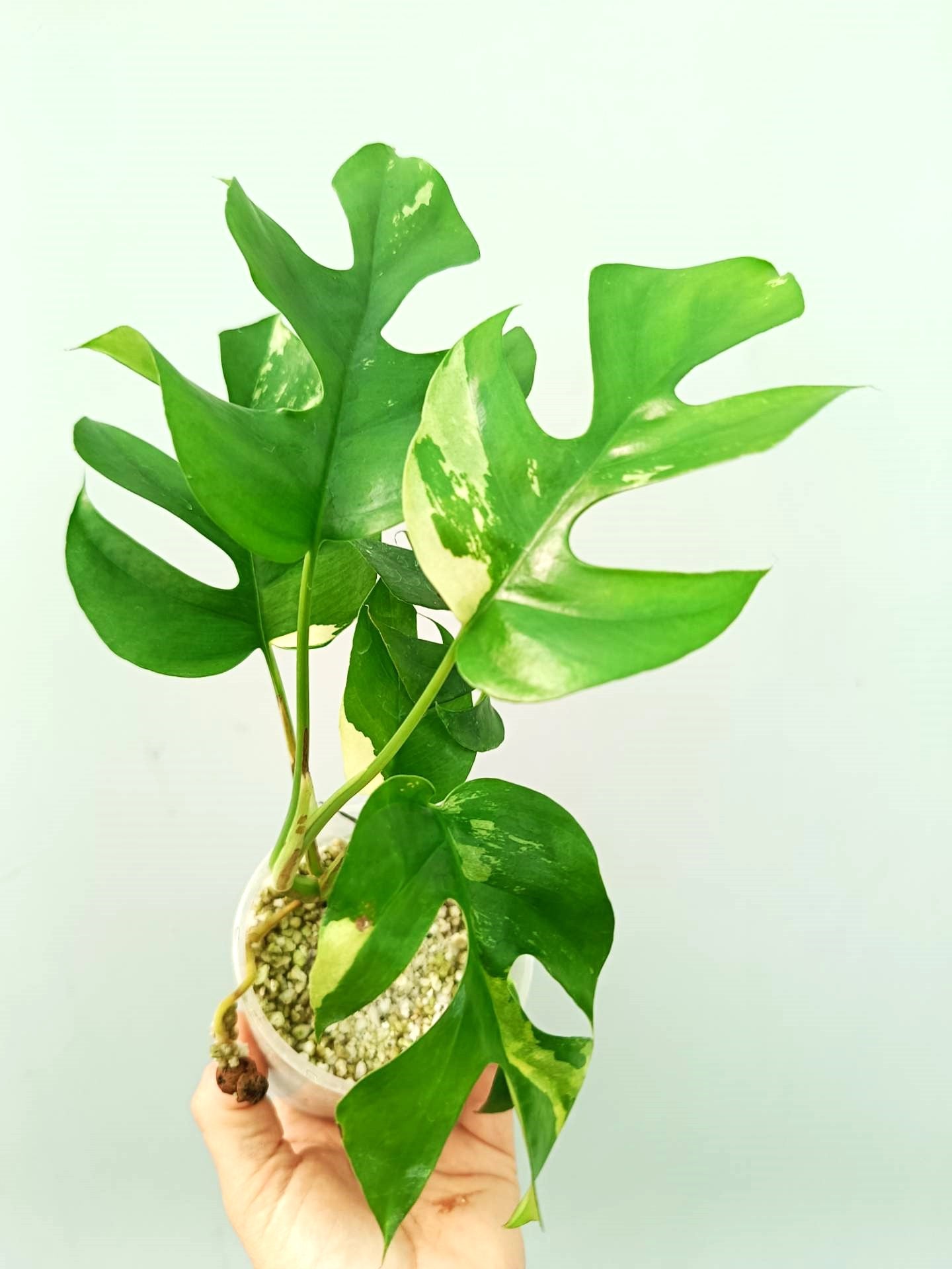 Rhaphidophora Tetrasperma variegata