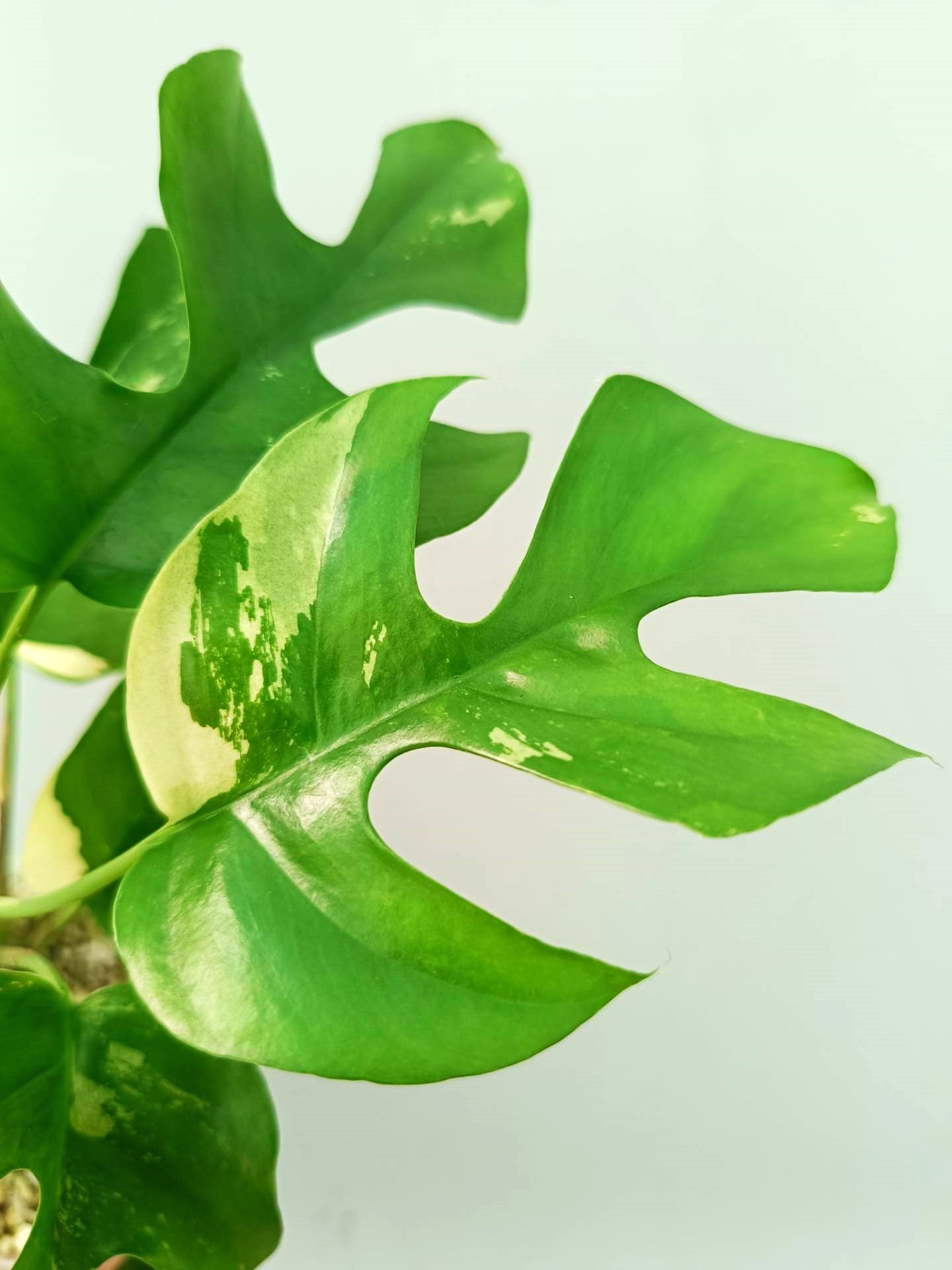 Rhaphidophora Tetrasperma variegata