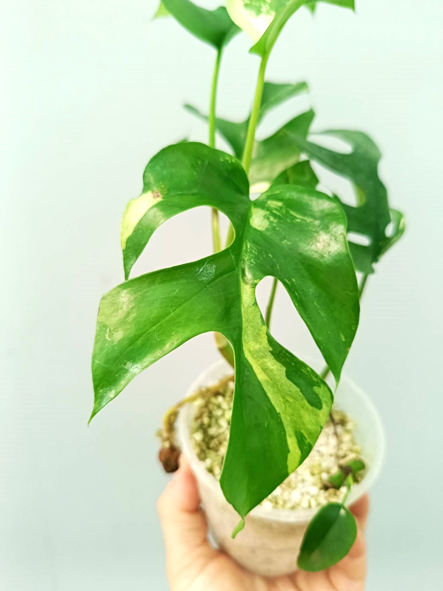 Rhaphidophora Tetrasperma variegata