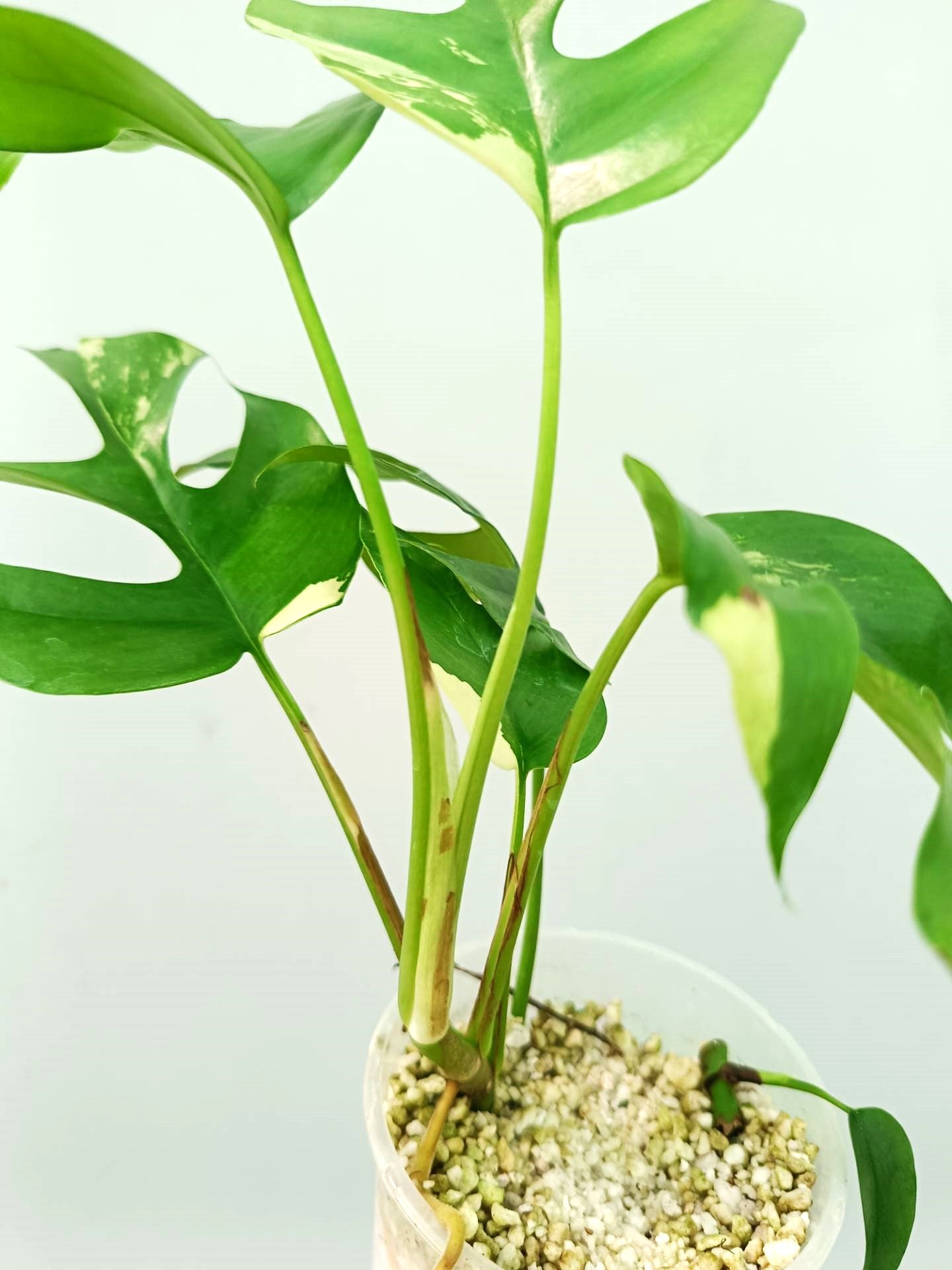 Rhaphidophora Tetrasperma variegata