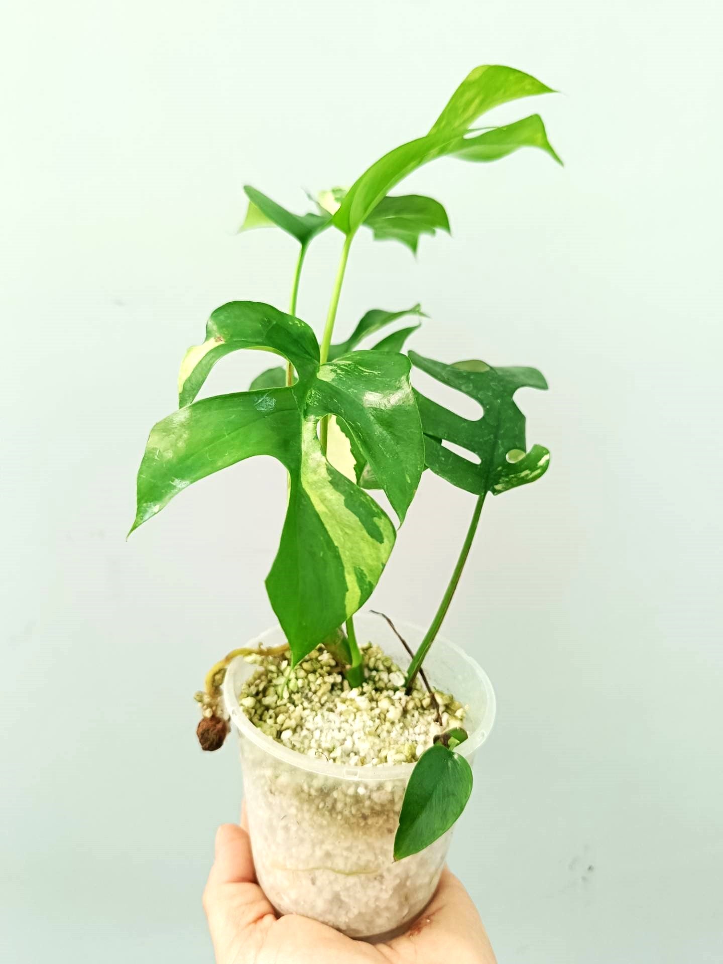 Rhaphidophora Tetrasperma variegata