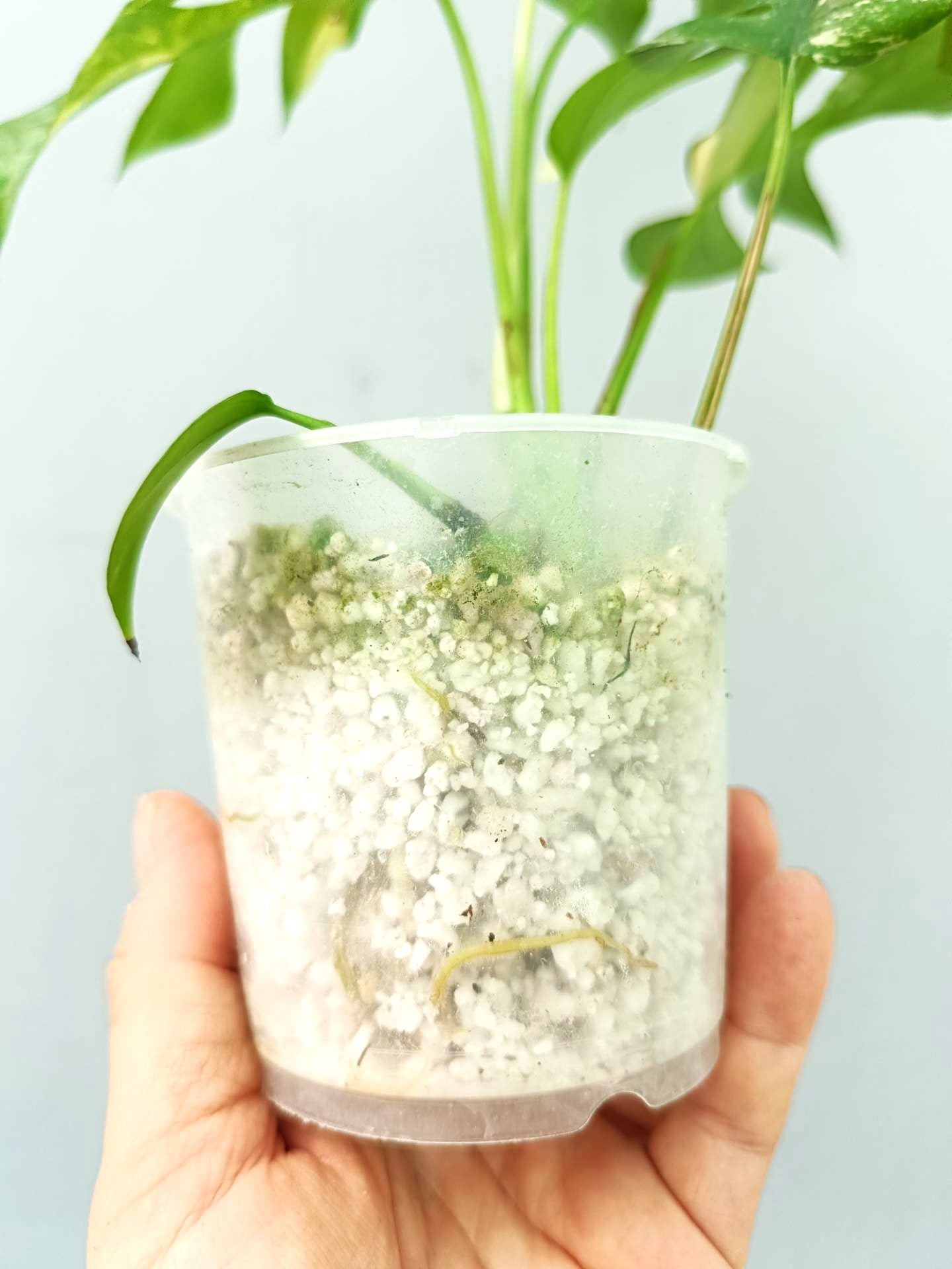 Rhaphidophora Tetrasperma variegata