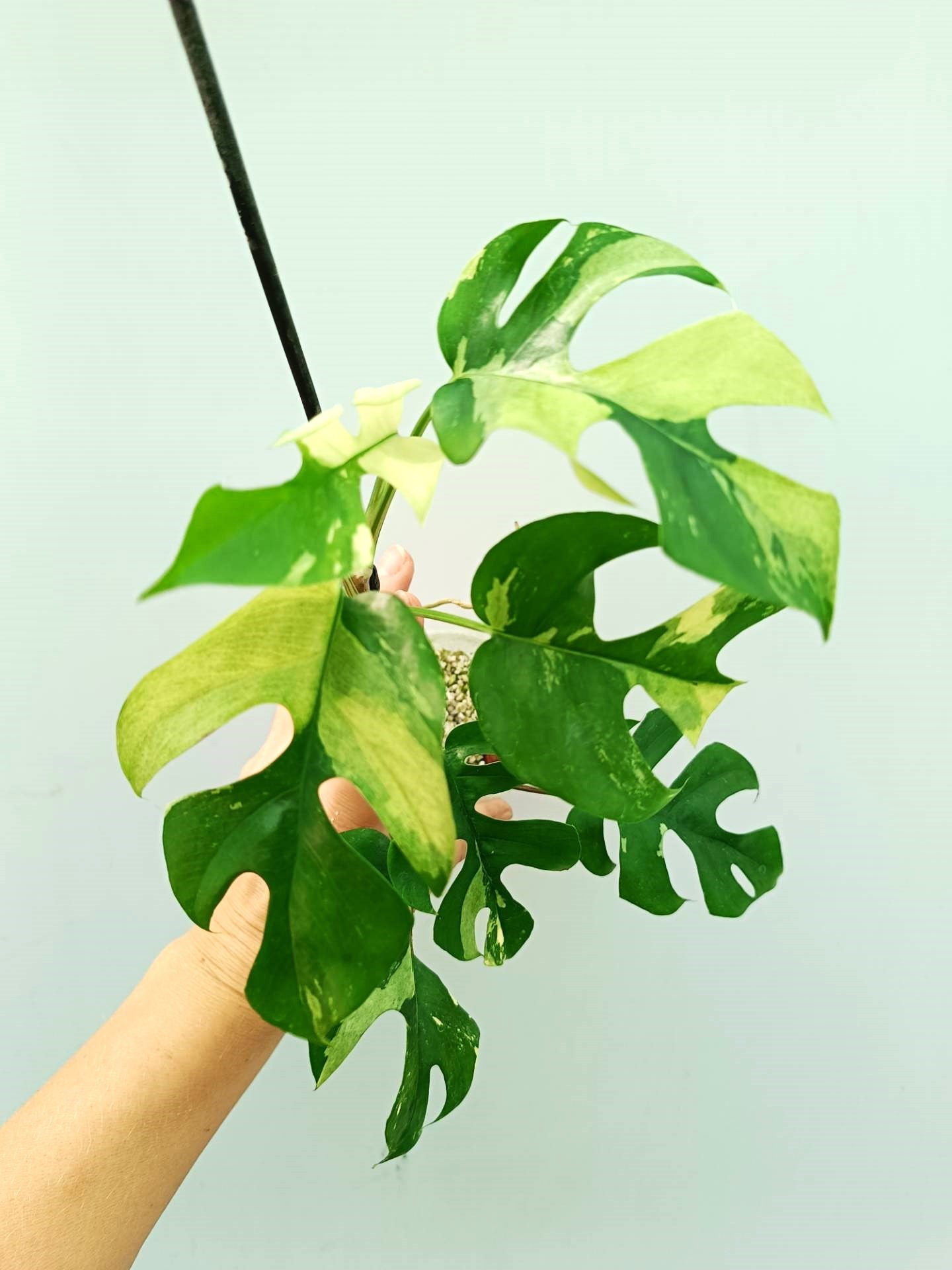 Rhaphidophora Tetrasperma variegata