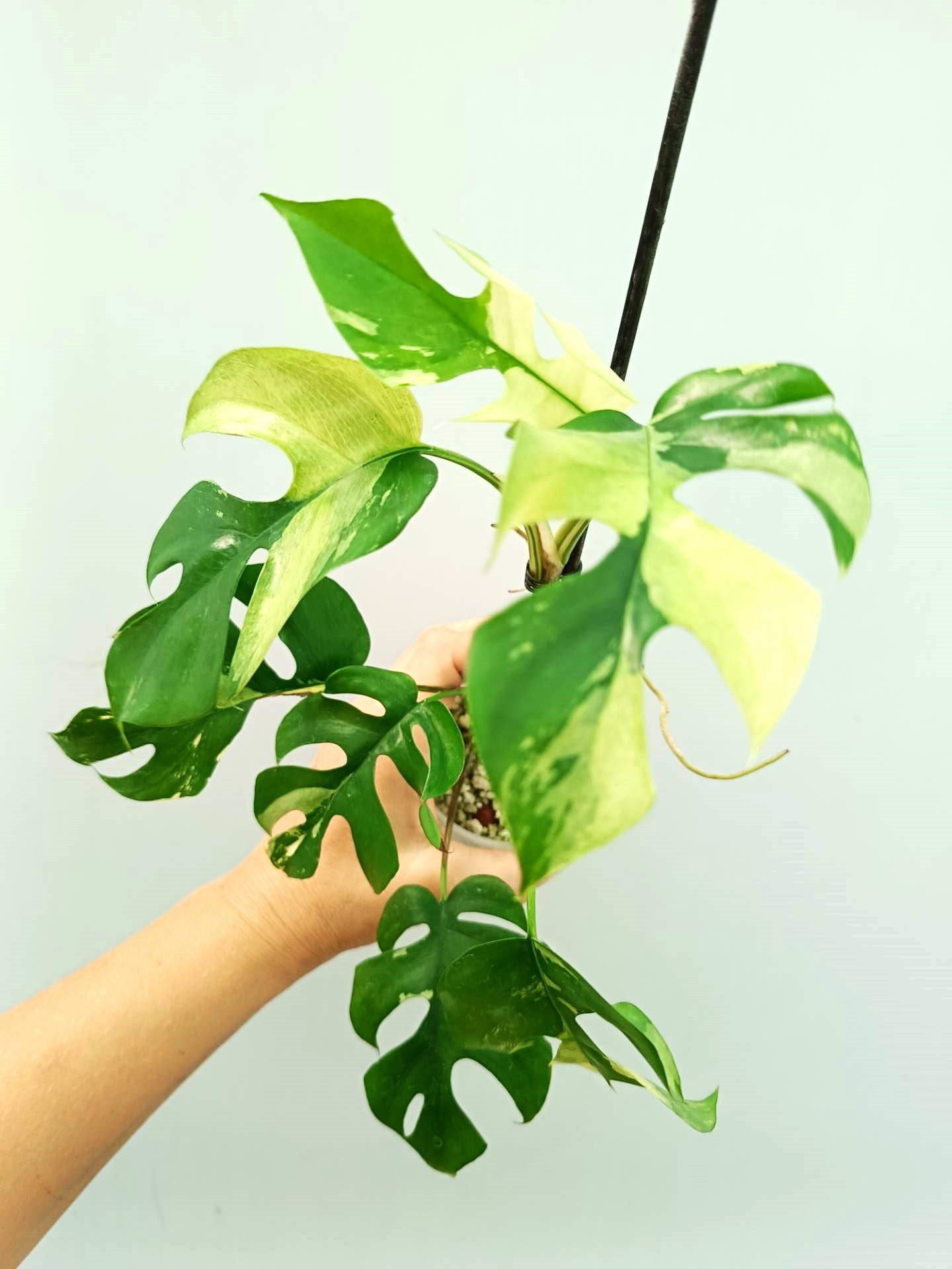 Rhaphidophora Tetrasperma variegata