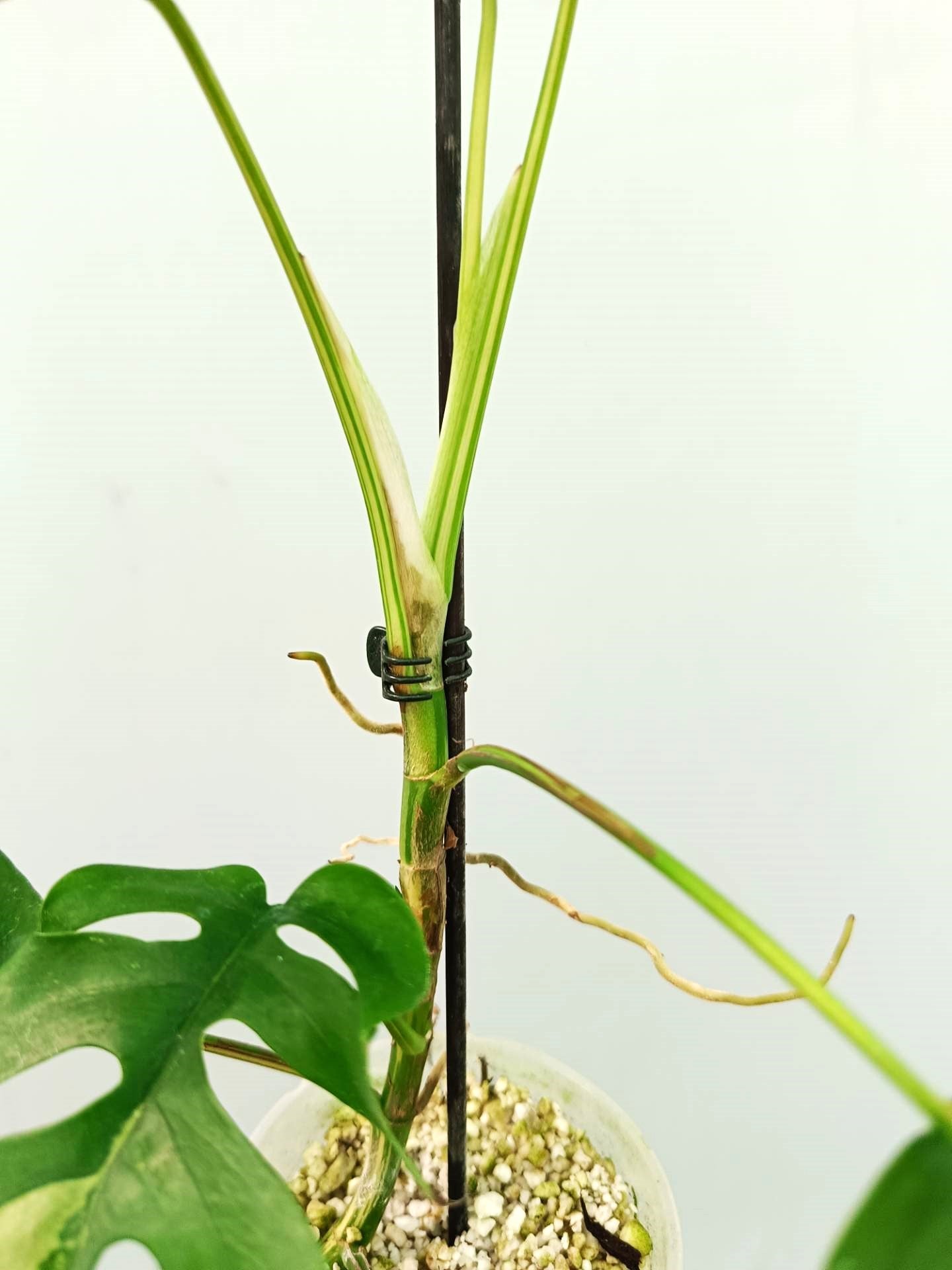 Rhaphidophora Tetrasperma variegata