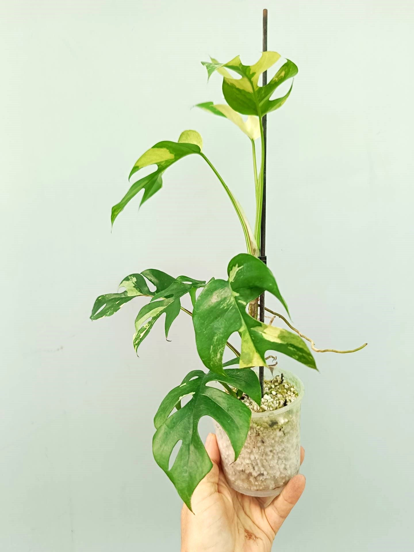 Rhaphidophora Tetrasperma variegata