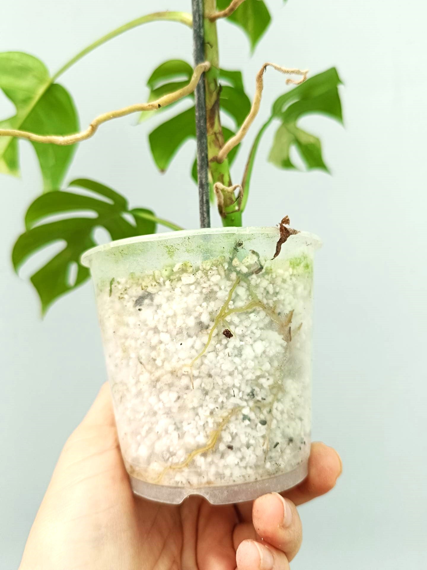 Rhaphidophora Tetrasperma variegata