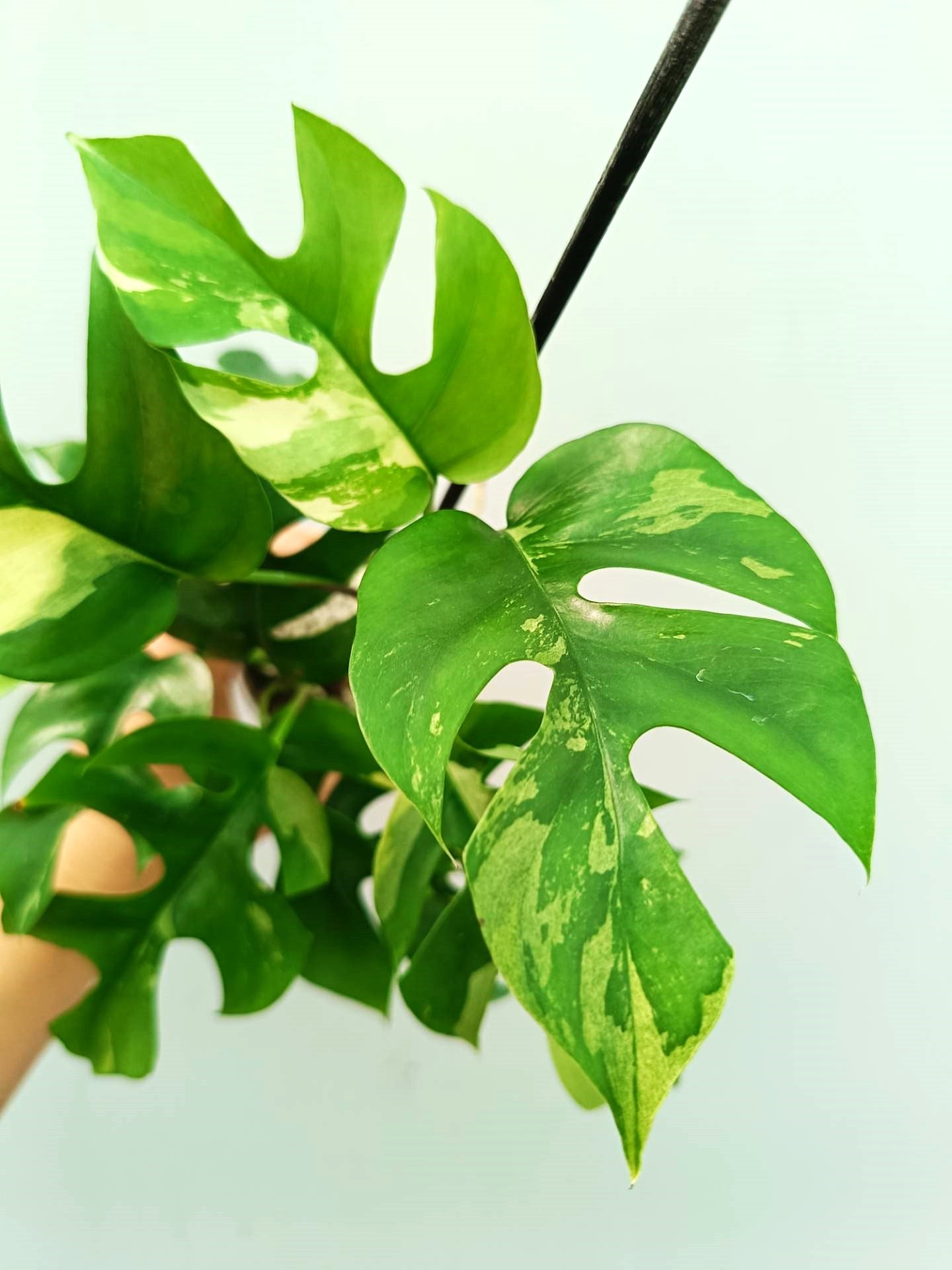 Rhaphidophora Tetrasperma variegata