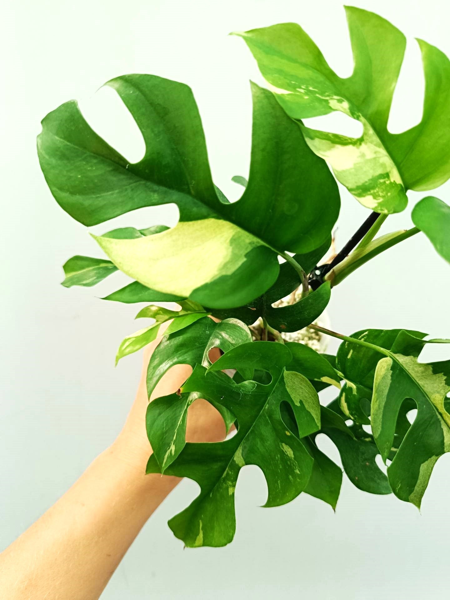 Rhaphidophora Tetrasperma variegata