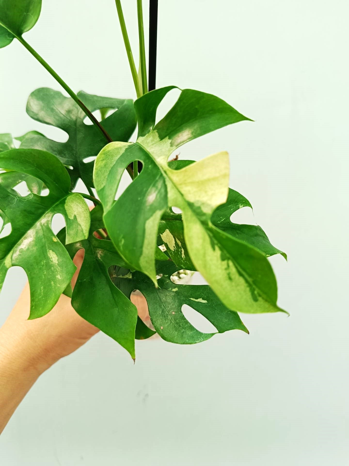 Rhaphidophora Tetrasperma variegata