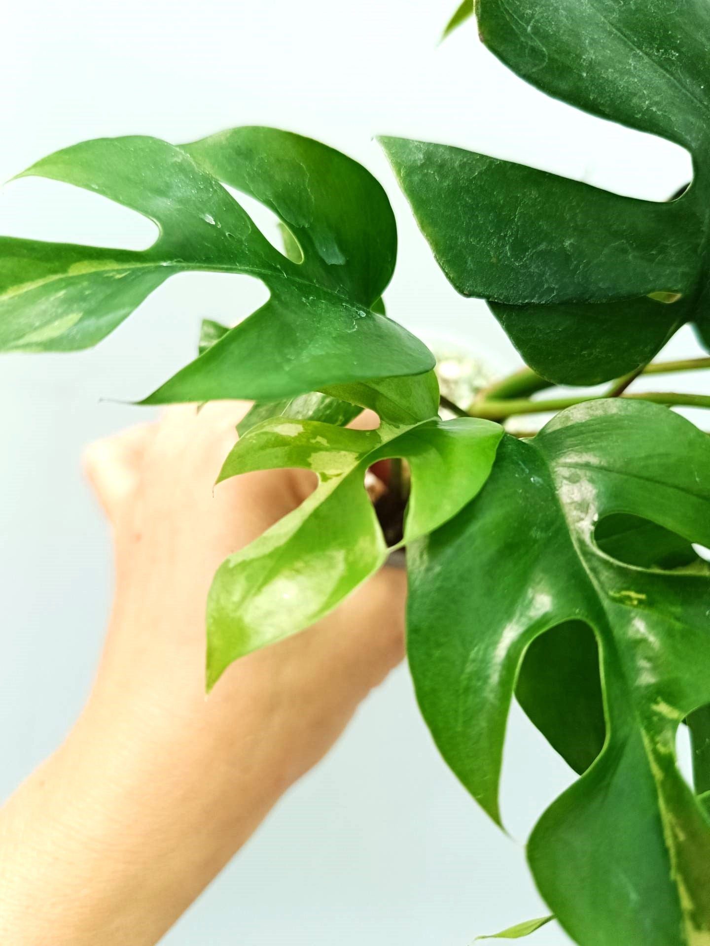 Rhaphidophora Tetrasperma variegata