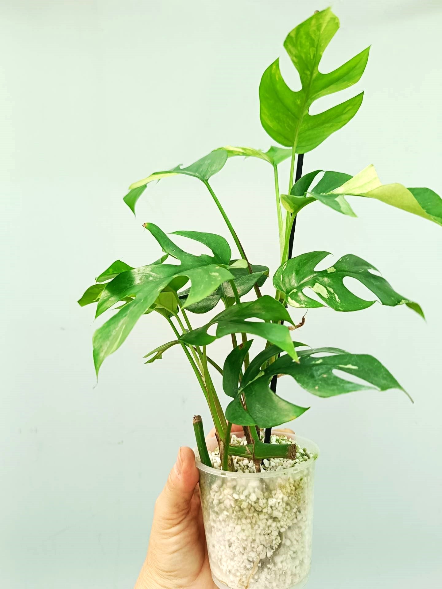 Rhaphidophora Tetrasperma variegata