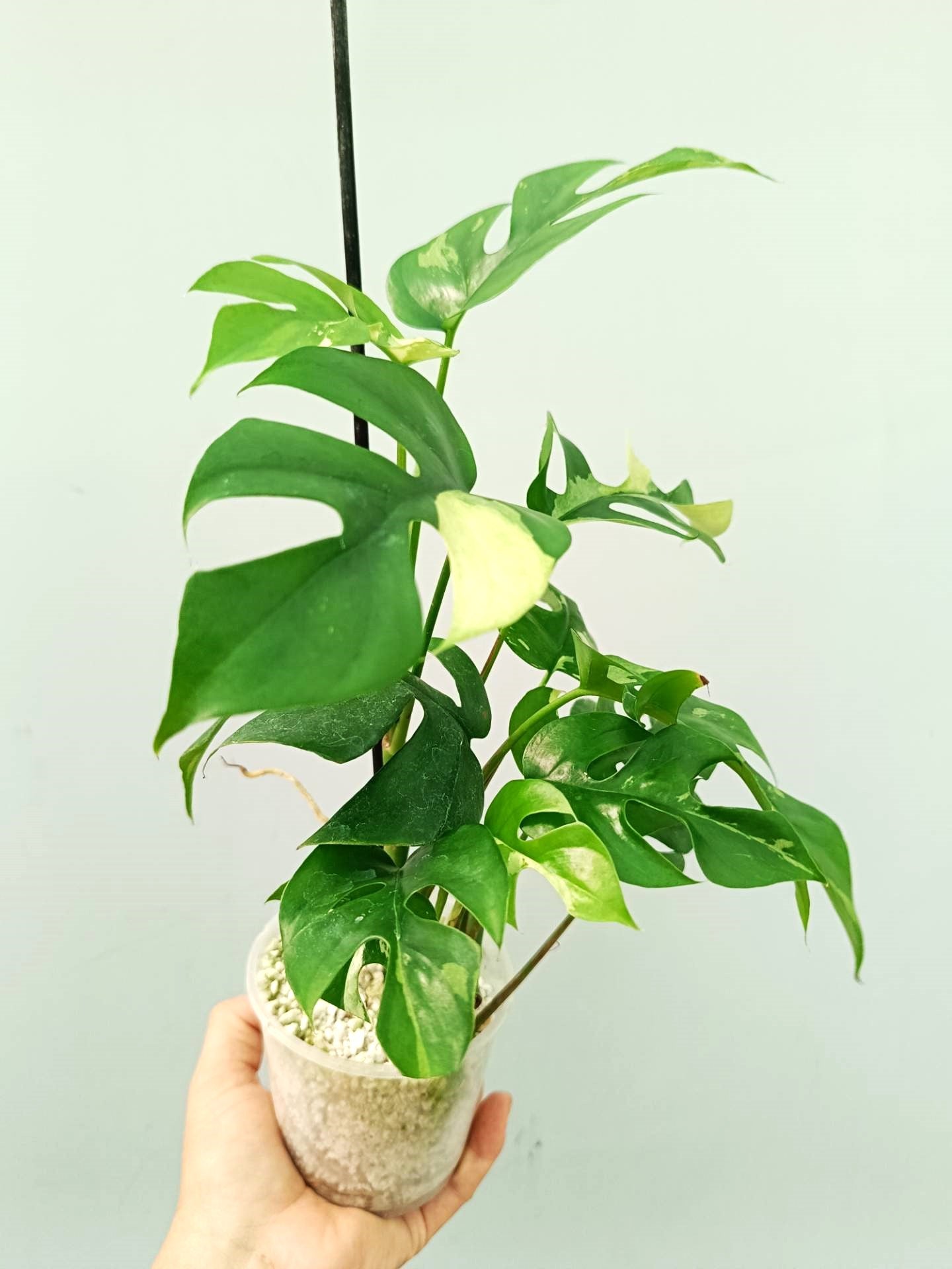 rhaphidophora philodendron Rhaphidophora Tetrasperma variegata 2 in 1