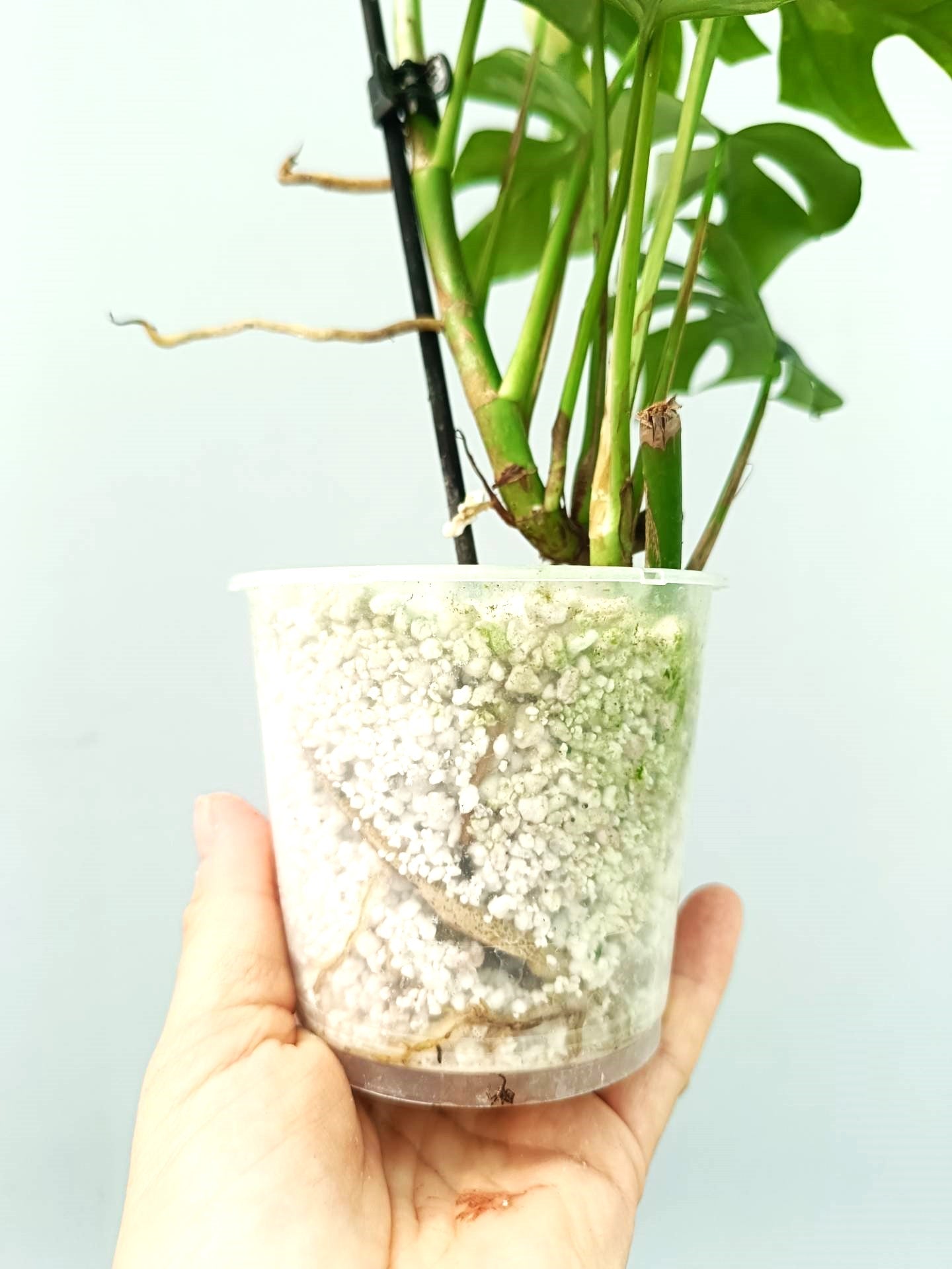 Rhaphidophora Tetrasperma variegata