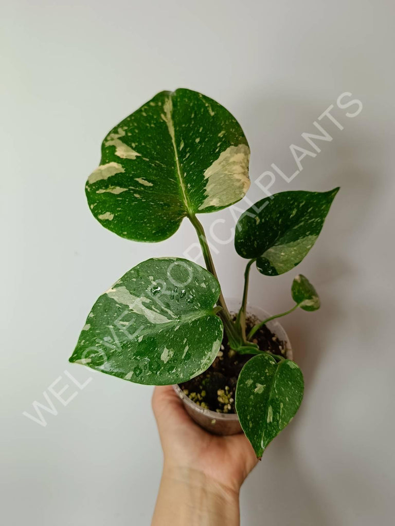 Set of 2 baby plants - alocasia frydek variegata + thai constellation