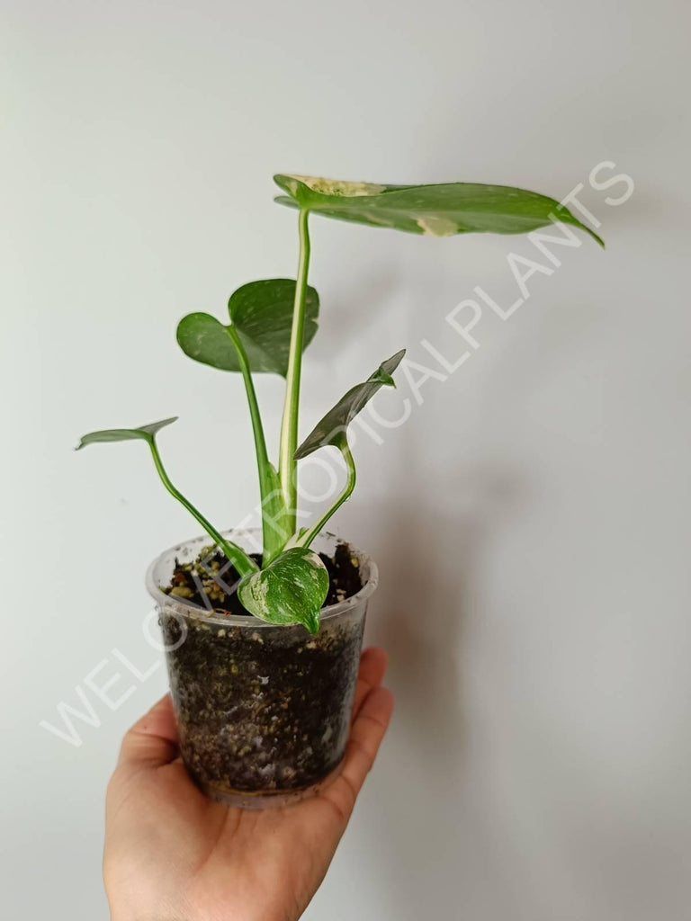 Set of 2 baby plants - alocasia frydek variegata + thai constellation