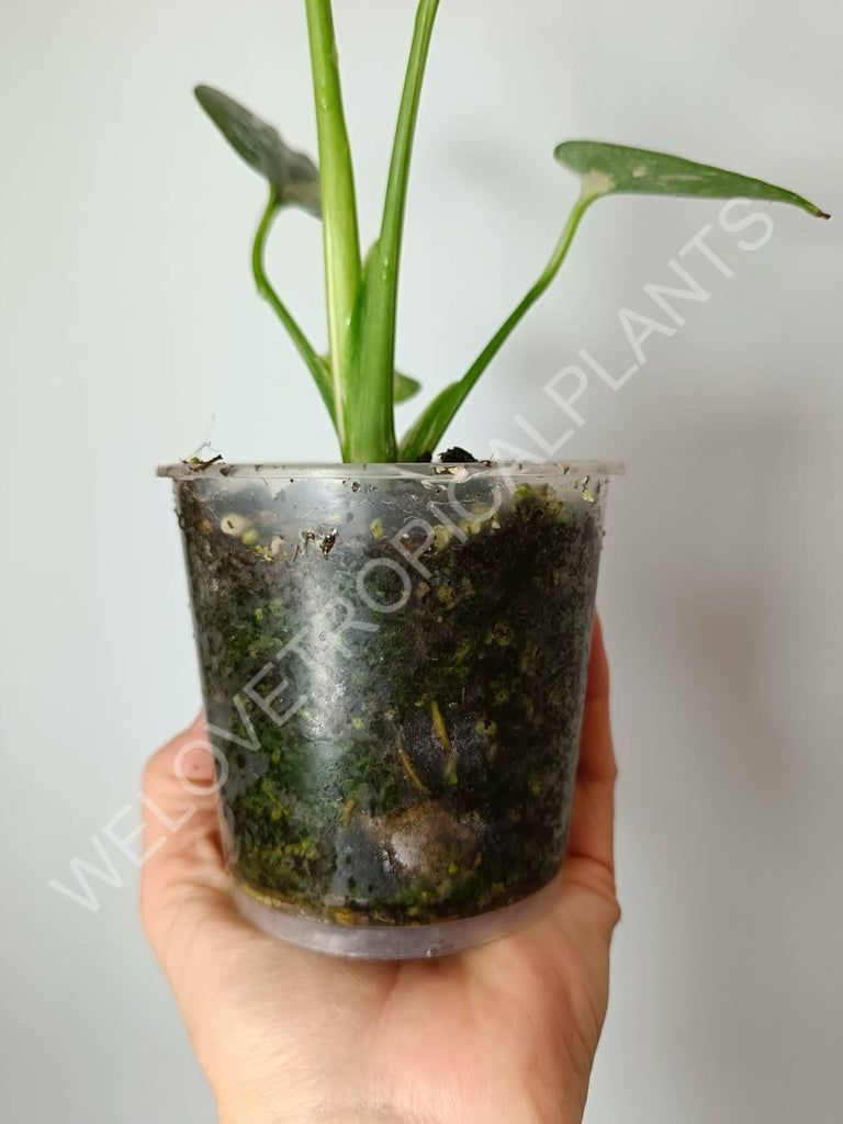 Set of 2 baby plants - alocasia frydek variegata + thai constellation