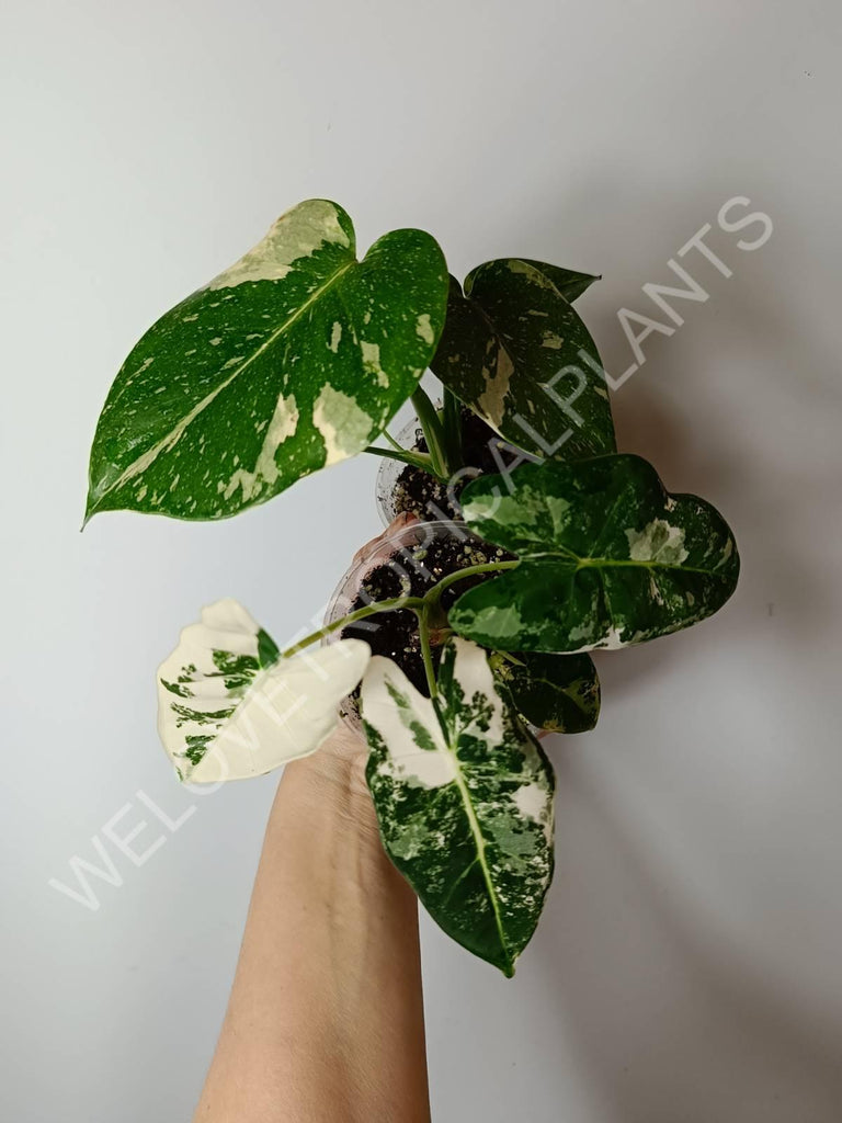 Set of 2 baby plants - alocasia frydek variegata + thai constellation