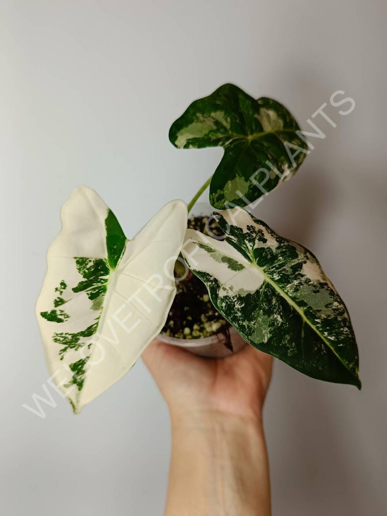 Set of 2 baby plants - alocasia frydek variegata + thai constellation