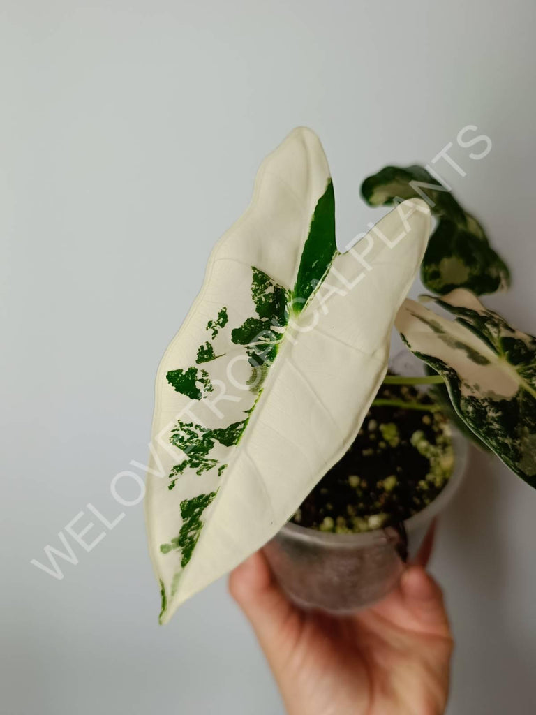 Set of 2 baby plants - alocasia frydek variegata + thai constellation