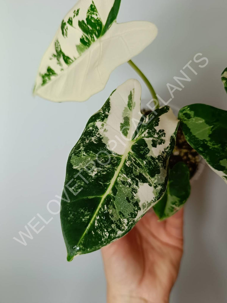 Set of 2 baby plants - alocasia frydek variegata + thai constellation