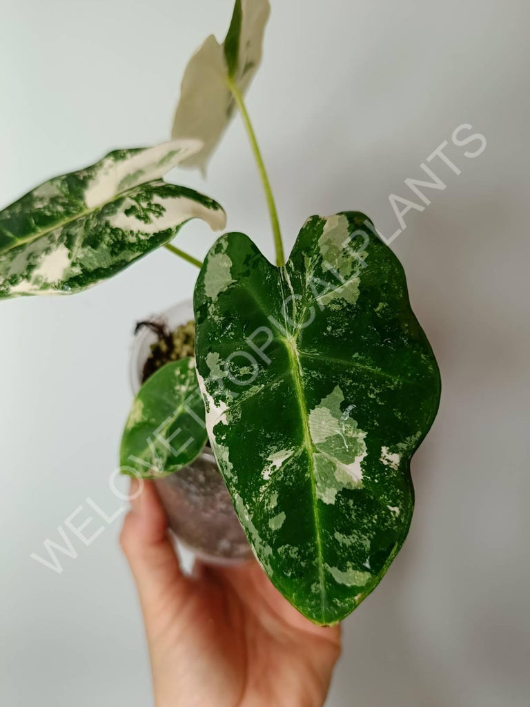 Set of 2 baby plants - alocasia frydek variegata + thai constellation