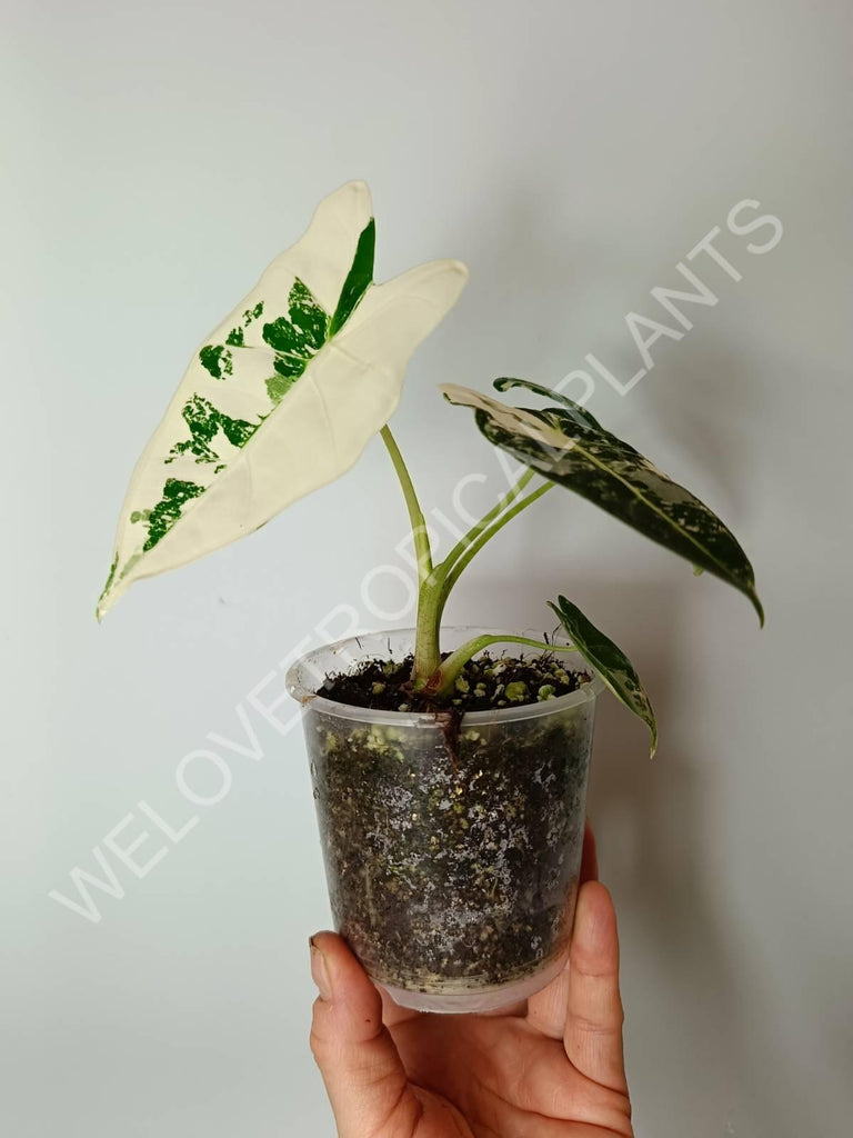 Set of 2 baby plants - alocasia frydek variegata + thai constellation